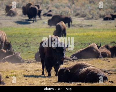 Eine Teleeinstellung einer Bisonherde im Yellowstone-Nationalpark. Ein großer Mann steht, während andere im grünen und braunen Wiesengras ruhen. Stockfoto