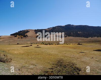 Ein malerisches Panorama einer Bisonherde, die über die grasbewachsenen Ebenen des Lamar Valley von Yellowstone verstreut ist, mit einem großen bewaldeten Kamm und einem klaren blauen SK Stockfoto