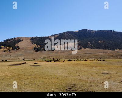 Ein weites Landschaftsbild auf das Lamar Valley in Yellowstone, mit einer großen Herde von Bisons, die auf dem Talboden unter Kiefern ruhen und weiden Stockfoto