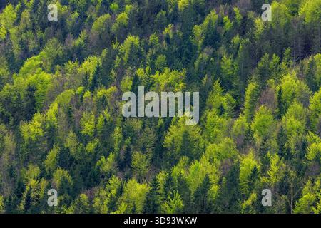 Blick aus der Vogelperspektive über Nadelbäume und europäische Buchen/Buchen (Fagus sylvatica) mit Baldachin mit neuen frischen Blättern im Mischwald im Frühjahr Stockfoto