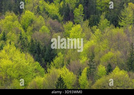 Blick aus der Vogelperspektive über Nadelbäume und europäische Buchen/Buchen (Fagus sylvatica) mit Baldachin mit neuen frischen Blättern im Mischwald im Frühjahr Stockfoto