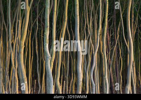 Buchen mit verdrehten Stämmen an der Darß/Darss-Westküste, Fischland-Darß-Zingst, Vorpommern Lagunengebiet NP, Mecklenburg-Vorpommern, Deutschland Stockfoto