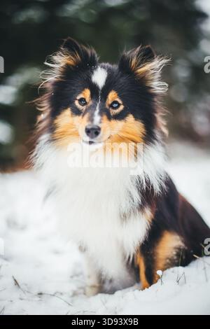 Shetland Sheepdog Stockfoto
