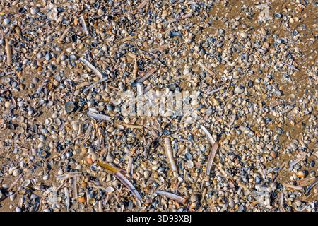 Nahaufnahme von zerquetschten Muscheln am Strand Stockfoto