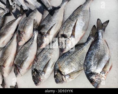 Frischer dorado-Fisch auf Eis auf dem Fischmarkt. Nahaufnahme des zum Verkauf angebotenen rohen Fischs. Gesunde Lebensmittel, mediterrane Küche und Fischereiwirtschaft Stockfoto