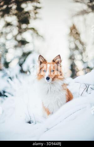 Shetland Sheepdog Stockfoto