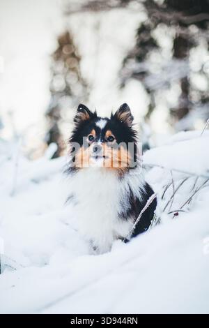 Shetland Sheepdog Stockfoto