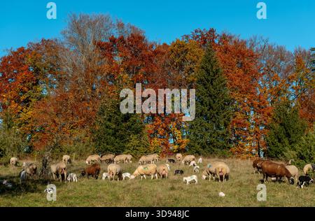 Herde von Schafen und Lämmern, die in einer herbstlichen Landschaft weiden Stockfoto