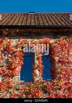 Hausfassade bedeckt mit bunten Herbstblättern einer Weinpflanze Stockfoto
