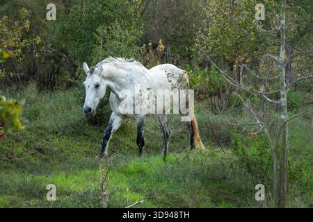 Weißes Pferd geht durch grüne Vegetation und Bäume in einer natürlichen Landschaft Stockfoto