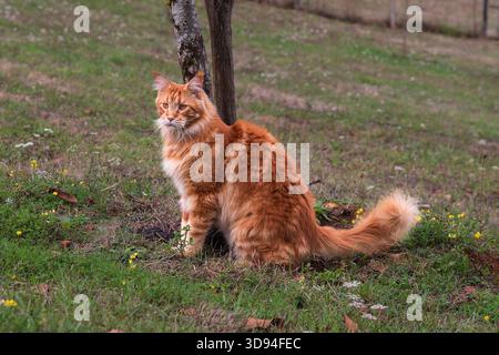 Nahaufnahme einer langhaarigen Ingwerkatze, die im Gras sitzt Stockfoto