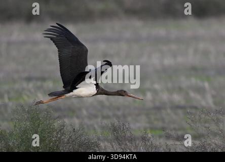Schwarzstorch im Flug über Doana Stockfoto