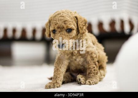 Hündchen mit lockigen Haaren sitzen drinnen in weichem natürlichem Licht und erzeugen ein warmes und gemütliches Haustier-Porträt. Stockfoto