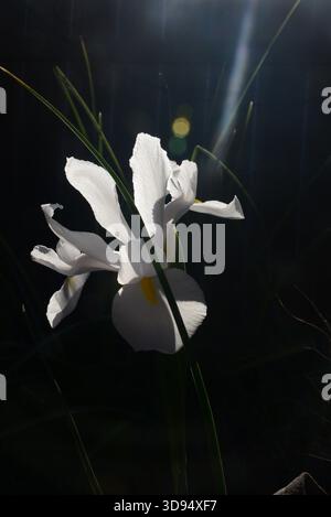 Weiße Dutch Iris auf dunklem Hintergrund Stockfoto