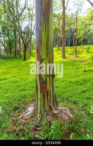 Regenbogeneukalyptusbaum am Keahua Arboretum in der Nähe von Kapa'a, Kauai, Hawaii. Stockfoto