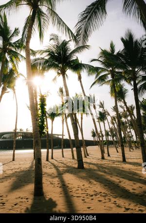 Hohe Palmen werfen lange Schatten über einen sonnigen tropischen Strand, mit warmem Licht durch die Blätter und ein modernes Strandgebäude Stockfoto