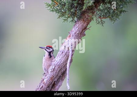 Ein großer Spotted Woodspecht (Dendrocopos Major), der auf einem wacholderzweig ruht. Stockfoto