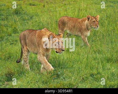 2 junge männliche Löwen (Panthera leo) mit Anfängen der Mähne auf der Jagd auf einen schwer fassbaren Büffel in Masai Mara Conservancies, Greater Mara, Kenia Afrika Stockfoto