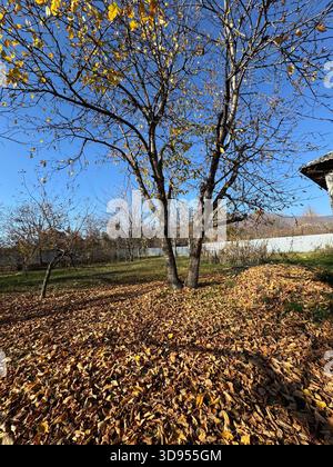 Gefallene bunte Ahornblätter auf dem Boden im Herbst Stadtpark. Verwelkte bunten Baumblätter, die im Herbst auf der Erde liegen. Teppich aus Herbstlaub Stockfoto