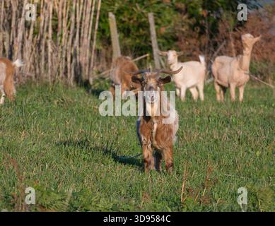 Ein brauner Ziegenbock mit Hörnern starrt direkt in die Kamera, während er an einem sonnigen Tag auf einem grasbewachsenen Feld mit anderen Ziegen im Hintergrund steht Stockfoto