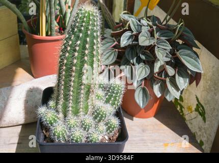 Großaufnahme eines Topfblumens mit goldenen Osterlililie-Kaktusblüten Echinopsis aurea shaferi mit weißen Stacheln neben einer Peperomia-Zimmerpflanze im Haus Stockfoto