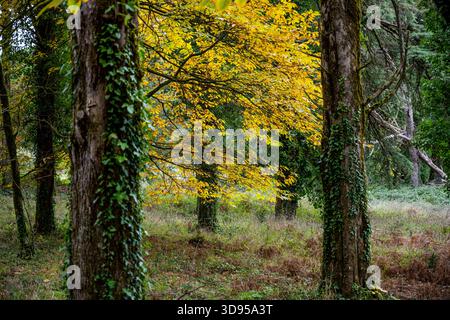 Alenquer Portugal 29. November 2025 Efeu bedeckte Baumstämme stehen zwischen Herbstblättern, die über den Waldboden verstreut sind Stockfoto
