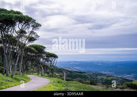 Eine asphaltierte Bergstraße führt durch Kiefern auf einem grünen Hügel über dem Tal. Stockfoto