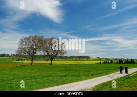 Zwei Menschen gehen auf einem Weg durch blühende Rapsfelder am ländlichen Rand der Stadt Zürich, Schweiz. Stockfoto