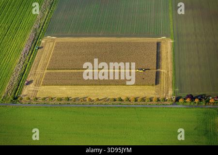 Maisfeld, Maisernte, Mähdrescher im Maisfeld, Landwirtschaft, rechteckiges Feld, Feld auf der Straße, Dortmund, Ruhrgebiet, Nordrhein-Wes Stockfoto