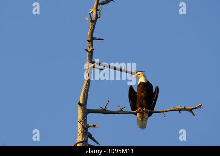 Ein Weißkopfadler (Haliaeetus leucocephalus), der auf einem toten Zweig einer douglasie an der Küste von Nanaimo, Vancouver Island, BC, Kanada, thronte Stockfoto