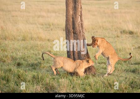 Löwenjungen spielen um einen Baum in Maasai Mara, Kenia Stockfoto