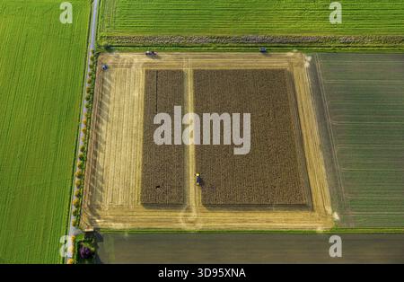 Maisfeld, Maisernte, Mähdrescher im Maisfeld, Landwirtschaft, rechteckiges Feld, Feld auf der Straße, Dortmund, Ruhrgebiet, Nordrhein-Wes Stockfoto