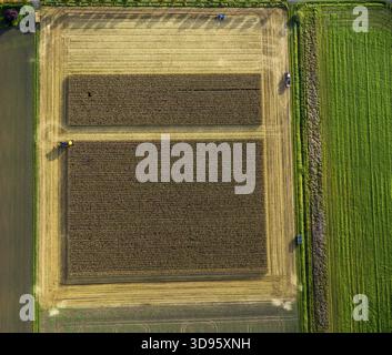 Maisfeld, Maisernte, Mähdrescher im Maisfeld, Landwirtschaft, rechteckiges Feld, Feld auf der Straße, Dortmund, Ruhrgebiet, Nordrhein-Wes Stockfoto