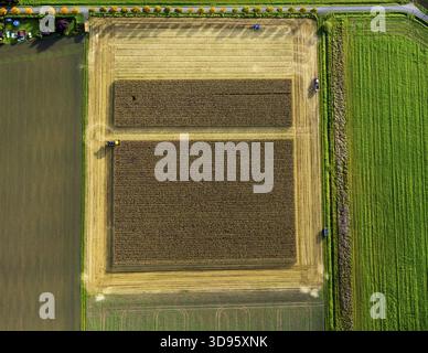 Maisfeld, Maisernte, Mähdrescher im Maisfeld, Landwirtschaft, rechteckiges Feld, Feld auf der Straße, Dortmund, Ruhrgebiet, Nordrhein-Wes Stockfoto