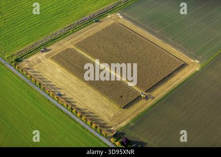 Maisfeld, Maisernte, Mähdrescher im Maisfeld, Landwirtschaft, rechteckiges Feld, Feld auf der Straße, Dortmund, Ruhrgebiet, Nordrhein-Wes Stockfoto