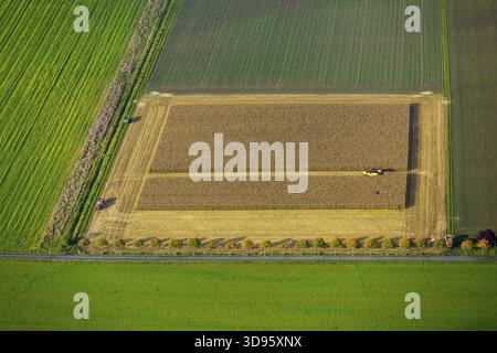 Maisfeld, Maisernte, Mähdrescher im Maisfeld, Landwirtschaft, rechteckiges Feld, Feld auf der Straße, Dortmund, Ruhrgebiet, Nordrhein-Wes Stockfoto