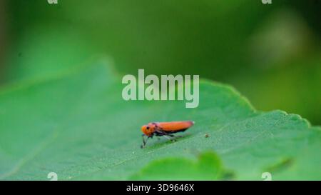 Bothrogonia ferruginea (orangener Blattrichter, orangener Scharfschützer, Bothrogonia addita, großer brauner Blattrichter). Es stammt aus der Familie der Cicadellidae Stockfoto