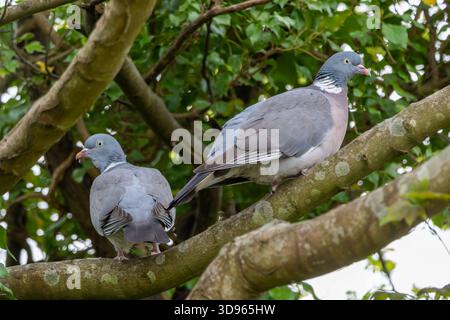 Zwei gewöhnliche Holztauben (Columba palumbus) auf Ästen von Pewley Meadows, Guildford, Surrey, England, Vereinigtes Königreich, umgeben von Grün Stockfoto
