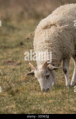 Gehörnte Schafe (Ovis aries), die auf Trockenrasen in Pewley Meadows, Guildford, Surrey, England, Vereinigtes Königreich weiden, mit weichem, unscharfem Hintergrund. Stockfoto