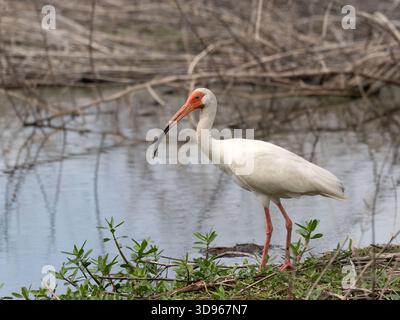 American White Ibis am Rande eines Sumpfes im Brazos Bend State Park in Texas. Der Vogel ist im Profil mit geringer Tiefe von fi fotografiert Stockfoto