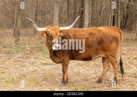Texas Longhorn Rinderkuh, Bos taurus, mit typischen langen Hörnern. Braune Rinder, breit auf einer Weide in der Nähe von Bäumen. Stockfoto