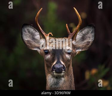 Der Weißschwanzhirsch in natürlichem Lebensraum Stockfoto