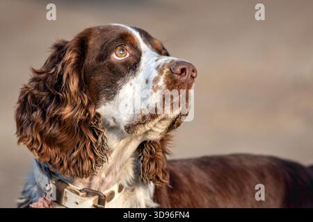 Porträt des englischen Springer Spaniel Stockfoto
