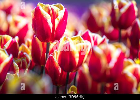 Lisse, Niederlande - 23. April 2024: Bunte Tulpenblüten im Garten Keukenhof in den Niederlanden. Wunderschöne Frühlingsgartenlandschaft. Stockfoto