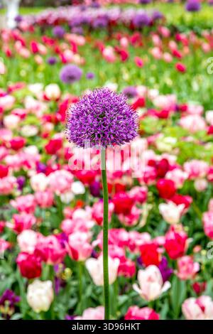 Lisse, Niederlande - 23. April 2024: Bunte Tulpenblüten im Garten Keukenhof in den Niederlanden. Wunderschöne Frühlingsgartenlandschaft. Stockfoto