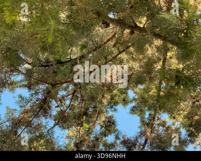 Blick nach oben durch dichtes Kieferndach mit Sonnenlicht, das nach unten filtert Stockfoto