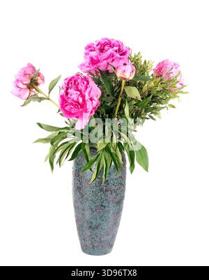 Rosa Pfingstrose vor weißem Hintergrund Stockfoto