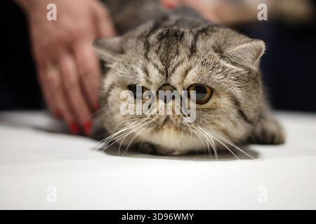 Intensiver Blick auf eine exotische Kurzhaarkatze von Tabby mit einem charakteristischen flachen Gesicht und Tabby-Fell Stockfoto