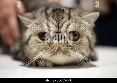 Intensiver Blick auf eine exotische Kurzhaarkatze von Tabby mit einem charakteristischen flachen Gesicht und Tabby-Fell Stockfoto
