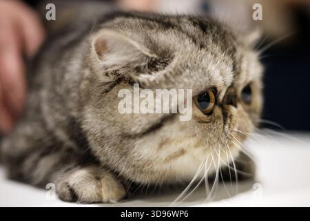 Intensiver Blick auf eine exotische Kurzhaarkatze von Tabby mit einem charakteristischen flachen Gesicht und Tabby-Fell Stockfoto